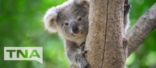 Koala in tree at Kuranda North Queensland Australia
