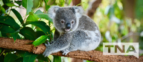 Koala at Billabong Sanctuary