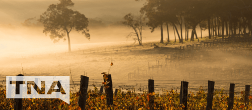 Foggy Morning Winery in Margaret River Western Australia