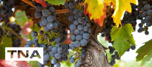 wine grapes barossa valley