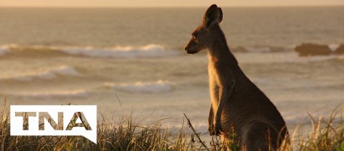 Depot Beach kangaroos